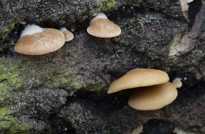 Crepidotus mollis